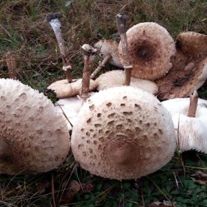 mushrooms, fungi, nutrition, vitamins, minerals, immune system, brain function, anti-inflammatory, anti-cancer, healthy diet, weight loss, low-calorie, beta-glucans, polysaccharides, antioxidants